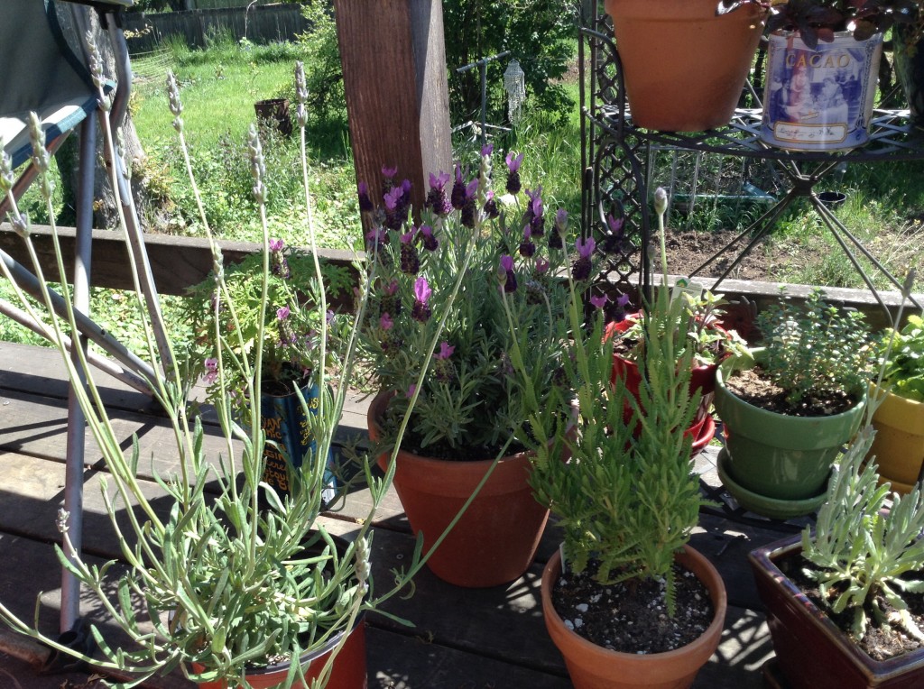 Four of my seven lavenders.