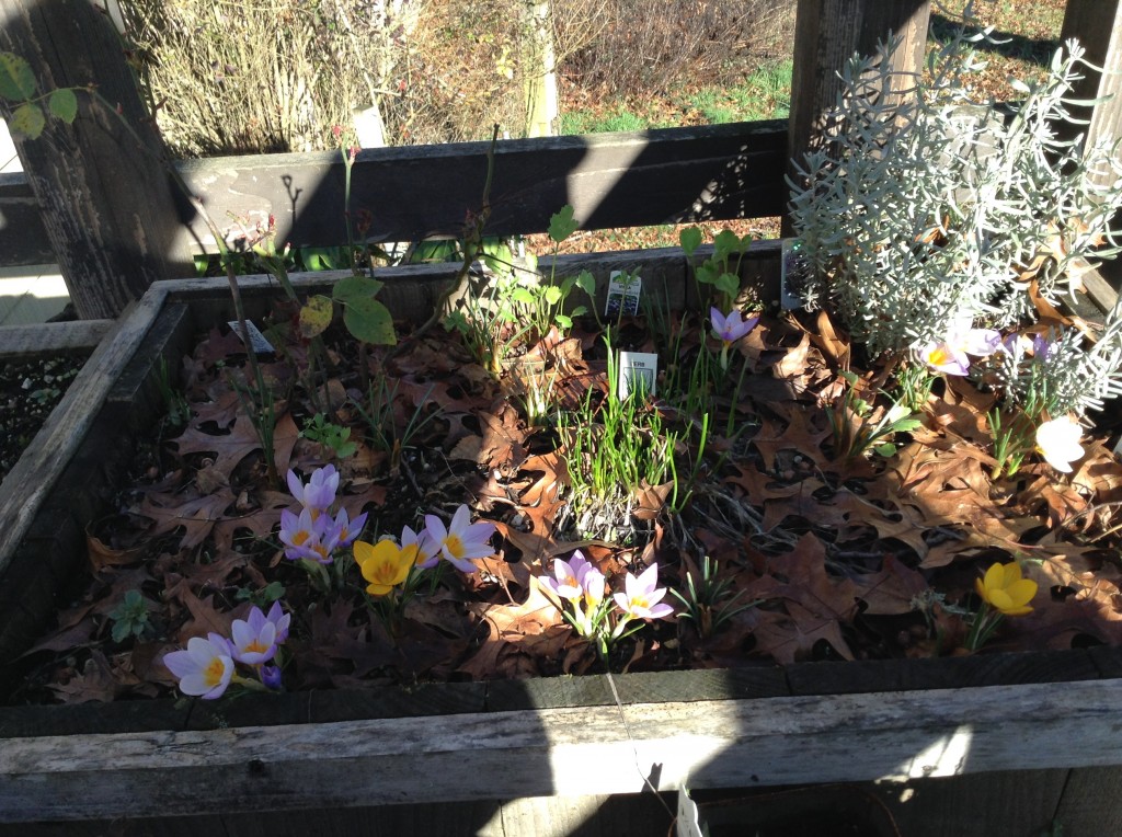 Crocuses, 25 January.