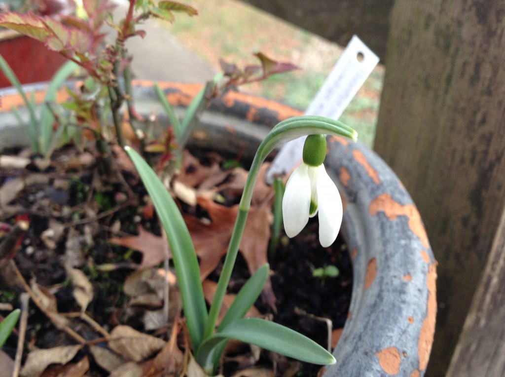 A single snowdrop, 4 February. A disappointment—only one of last spring’s flowered though they all came up, and only one of the five put in in the fall survived.