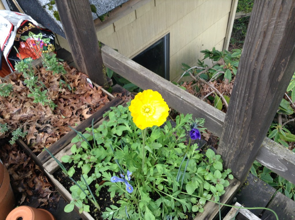 Second Iceland poppy, newly opened and in context, 16 March.