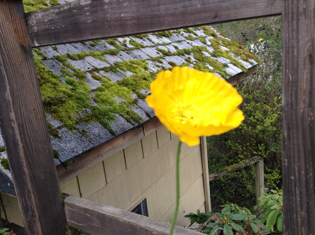 Close-up of the poppy, 16 March.