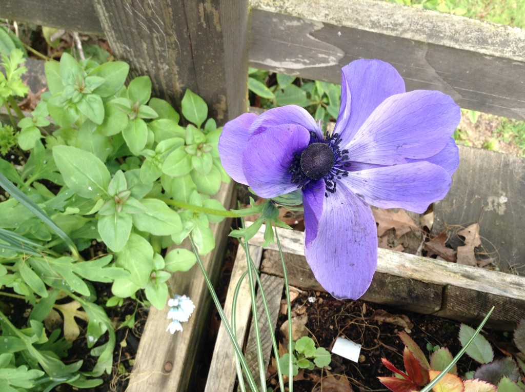 First anenome, 27 March. A bit past its prime. Two more on the way, one apparently the same blue.