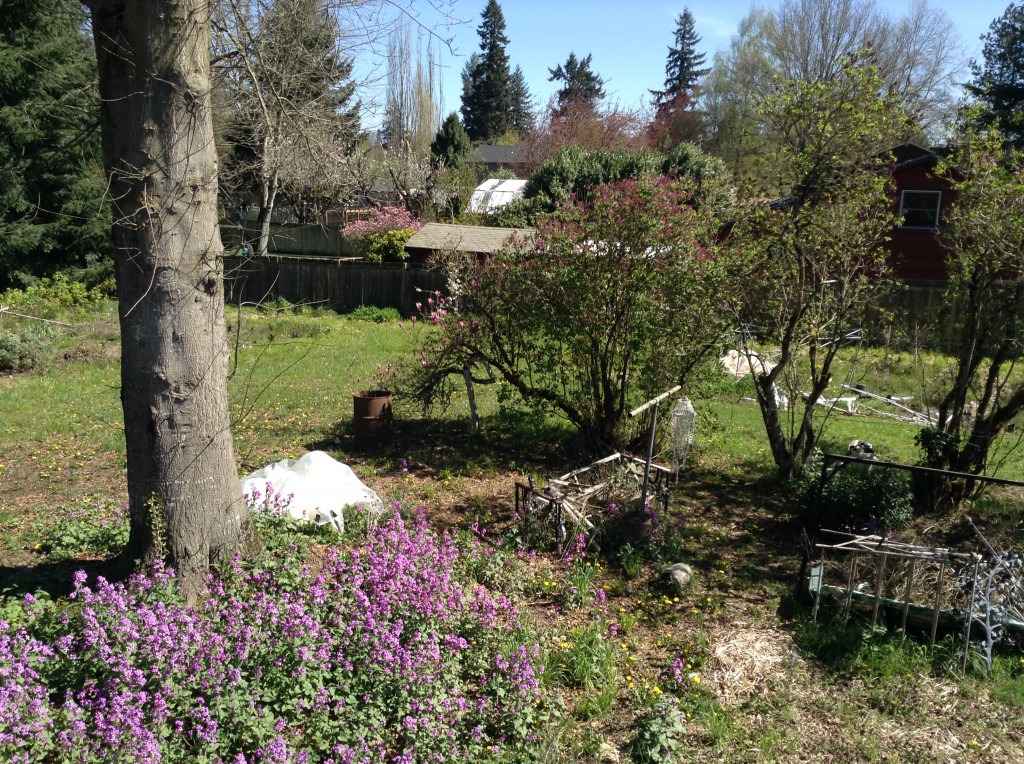 Tulip magnolia (left) and lilac in the downbelow, 30 March. Poor things would appreciate pruning. I don't know what the purple masses in the left foreground are but they’re certainly cheerful.