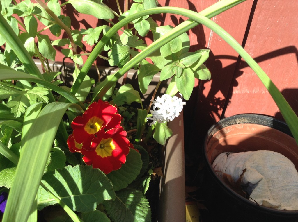 Primrose and I don’t know what, 31 March. The primrose survives from winter before last when I had multiple specimens potted in the living foom to alleviate the gloom. The other thing I first believed another puschkinia, although I didn’t recall planting any in that box, but on closer inspection, no. Perhaps a triffid.