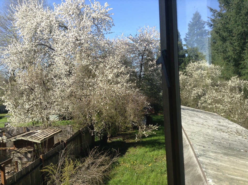 Flowering plum trees out the bedroom window, 31 March. Tasty plums, too.