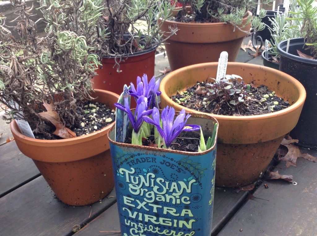 Reticulated iris, 4 February. Repeats from last spring.