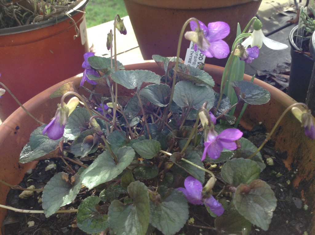 Wood violets, 16 March. Another disappointment: they're clearly labelled Viola odorata but possess no fragrance whatever.