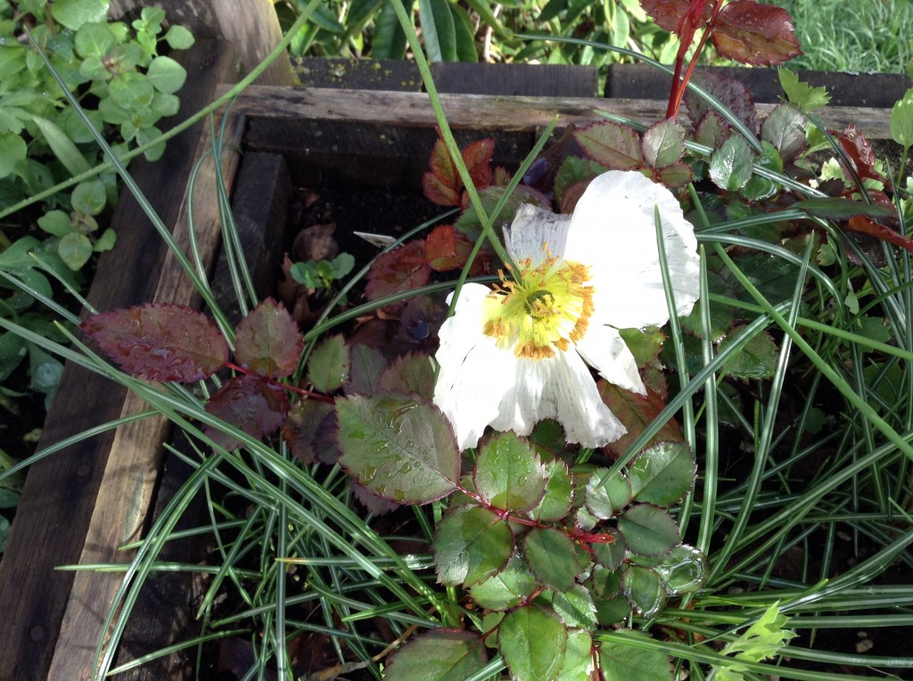 Iceland poppy (rather storm tossed), 16 March. I sowed the seeds last spring but nothing ever came up, saddening me. Then, when I was cleaning out that box in the fall I discovered two sprouts and decided to see if they’d make it through the winter. As you see, they did.