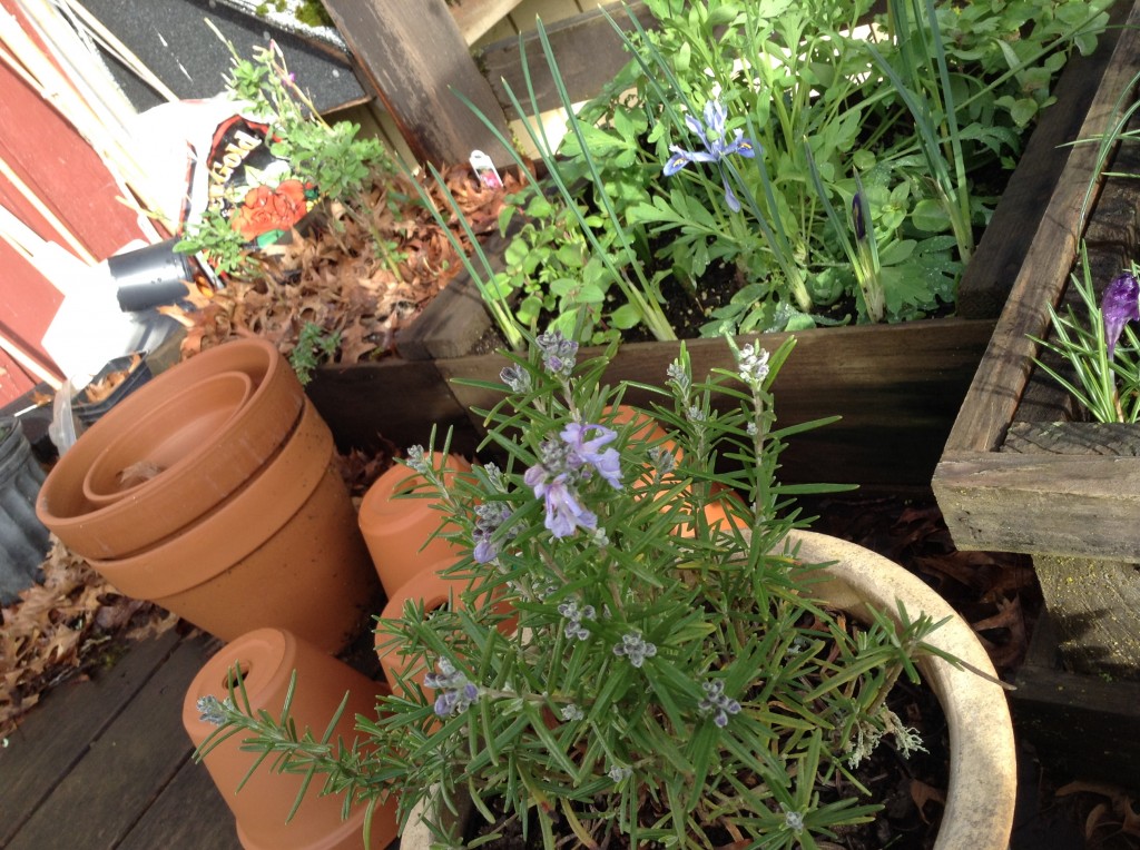 Rosemary, 16 March. Of all the many rosemaries I've owned over the years, the first to flower for me.